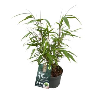 Fargesia rufa Fargesia rufa - One Boo™ Green P17
(6 Plants/Order)(17cmP 40cmH)