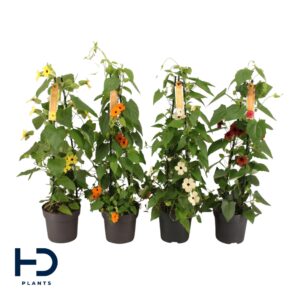 Thunbergia alata Thunbergia 17 cm piramide mix
(6 Plants/Order)(17cmP 70cmH)