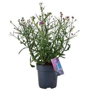 Verbena bonariensis Verbena bonariensis 'Lollipop' p17 (PT)
(6 Plants/Order)(17cmP 55cmH)