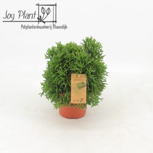 Rhipsalis Rhipsalis Hatiora p12
(6 Plants/Order)(12cmP 18cmH)