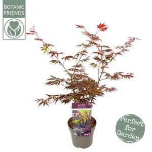 Acer palmatum Trompenburg Acer palm. 'Trompenburg'
(1 Plants/Order)(19cmP 65cmH)