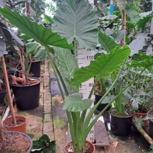 Alocasia macrorrhiza Alocasia Macrorrhiza XL
(1 Plants/Order)(30cmP 170cmH)