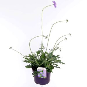 Scabiosa Butterfly Blue Scabiosa columbaria Butterfly Blue
(6 Plants/Order)(17cmP 55cmH)
