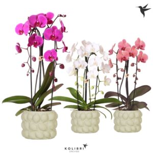 Phalaenopsis Elegant Cascade Kolibri Orchids Phalaenopsis Cascade Niagara Fallmix 2 spike in Citrus Pot green
(3 Plants/Order)(12cmP 50cmH)