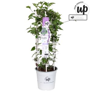 Clematis Clematis Double- Up blauw-paars (Masa + Ayako) P23
(1 Plants/Order)(23cmP 75cmH)