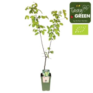 Pyrus communis Doyenne du Comice Pyrus communis 'Doyenne du Comice' Bio P19
(6 Plants/Order)(19cmP 60cmH)
