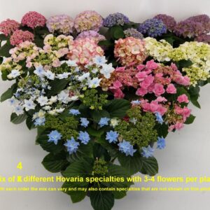 Hydrangea Hovaria Hydrangea Hovaria mix 3-4
(7 Plants/Order)(14cmP 35cmH)