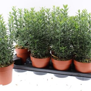 Euonymus Microphyllus Albovariegatu Euonymus japonicus Micropyllus Albovariegatus
(8 Plants/Order)(13cmP 30cmH)