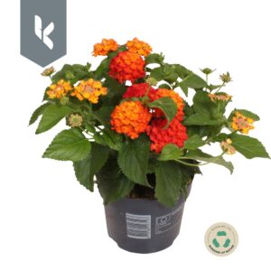 Lantana camara Havana Orange Lantana Havana Orange
(8 Plants/Order)(12cmP 20cmH)