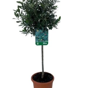 Olea europaea Olea europaea - op stam
(1 Plants/Order)(21cmP 100cmH)