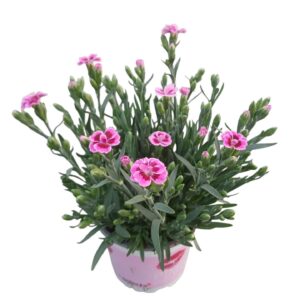 Carnation Pink Kisses Carnation Pink Kisses
(10 Plants/Order)(12cmP 27cmH)
