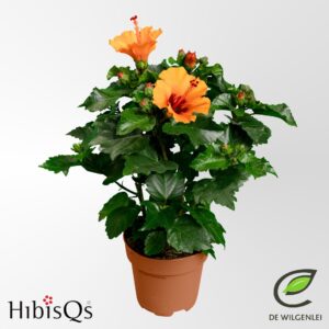 Hibiscus HibisQs® rosa-sinensis ‘Petit Orange’ p13
(8 Plants/Order)(13cmP 35cmH)