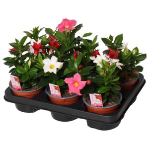 Mandevilla Rio Mandevilla Rio, 3 stek per Pot carnaval 3 Colours
(6 Plants/Order)(12cmP 20cmH)