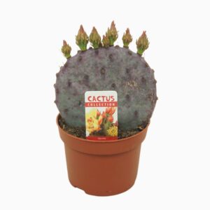 Opuntia azurea Opuntia azurea 13 cm flowering 4+ bud met etiket
(6 Plants/Order)(13cmP 25cmH)