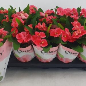 Euphorbia Charlotte Euphorbia milii Charlotte
(10 Plants/Order)(10.5cmP 28cmH)