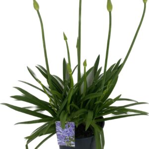 Agapanthus Charlotte P22 Agapanthus africanus Crystal Blue 3+ takken/plant
(1 Plants/Order)(22cmP 55cmH)