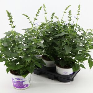Salvia Salgoon Lake Titicaca Salvia Salgoon Lake Silvretta
(3 Plants/Order)(19cmP 60cmH)