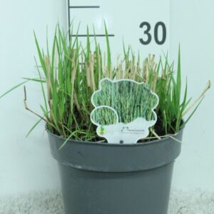 Panicum virgatum Panicum virgatum 'Prairie Sky' P23
(1 Plants/Order)(23cmP 35cmH)