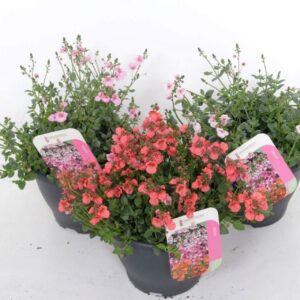 Diascia Flying Colors Diascia Flying Colors mix
(1 Plants/Order)(23cmP 35cmH)