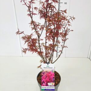 Acer palmatum Skeeters Broom Acer palm. 'Skeeter's Broom' 60-80C7
(1 Plants/Order)(25cmP 80cmH)
