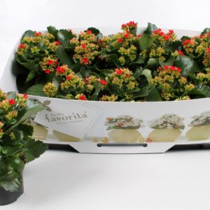 Kalanchoe Kalanchoe favorita red instyle + collar
(10 Plants/Order)(10.5cmP 22cmH)