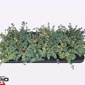 Sedum sieboldii Mediovariegatum Sedum sieb. mediovar. P8.5 XL
(15 Plants/Order)(8.5cmP 14cmH)