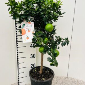 Citrus 'Chinotto' Citrus Chinotto Mandarin on stem
(1 Plants/Order)(21cmP 75cmH)