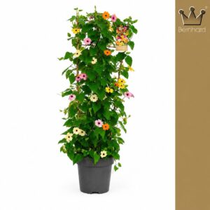 Thunbergia alata Thunbergia P27 Rack Quatro Colors
(1 Plants/Order)(27cmP 110cmH)