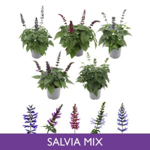 Salvia Salgoon mixed Salvia Salgoon P15 MIXLAAG
(6 Plants/Order)(15cmP 45cmH)