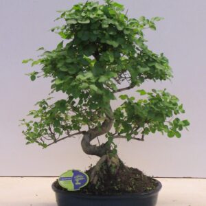 Bonsai dwergvorm loofhout Ligustrum sinensis, 32cm., shape, without drip tray
(2 Plants/Order)(32cmP 50cmH)
