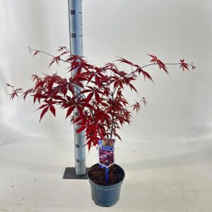 Acer palmatum Red Emperor Acer pal. 'Red Emperor'
(1 Plants/Order)(19cmP 60cmH)