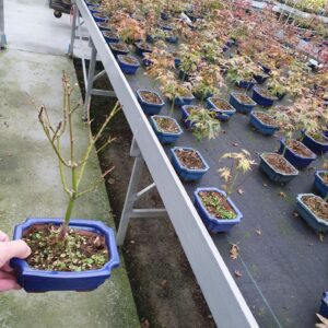 Acer palmatum Little Princess Acer palmatum little princess
(8 Plants/Order)(15cmP 30cmH)