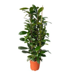 Ficus cyathistipula Ficus Cyathistipula toef 3pp - 140cm
(1 Plants/Order)(24cmP 140cmH)
