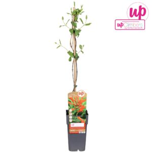 Lonicera Dropmore Scarlet Lonicera brownii Dropmore Scarlet P15
(10 Plants/Order)(15cmP 65cmH)