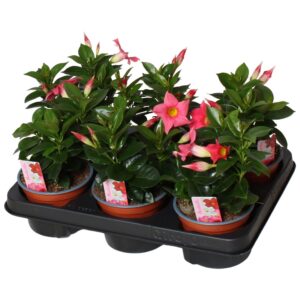 Mandevilla Rio Light Pink Mandevilla Rio, pink 3 stek per Pot
(6 Plants/Order)(12cmP 20cmH)