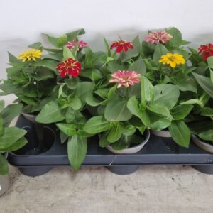 Zinnia mixed Zinnia mixed
(12 Plants/Order)(10.5cmP 30cmH)
