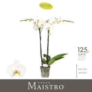 Phalaenopsis white more Ripsen Maistro Beethoven 2 spike 70 cm
(6 Plants/Order)(12cmP 70cmH)