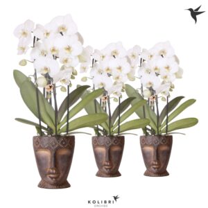 Phalaenopsis Elegant Cascade Kolibri Orchids Phalaenopsis Cascade Niagara Fall white 3 spike in Totem Mask Potplants
(4 Plants/Order)(12cmP 50cmH)
