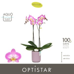 Phalaenopsis other purple more Optistar Carey 2 spike in Molise Lilac Aquo
(6 Plants/Order)(12cmP 60cmH)