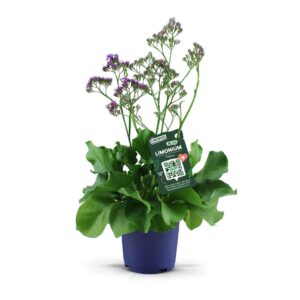 Limonium Salt Lake Limonium Salt Lake
(3 Plants/Order)(19cmP 60cmH)