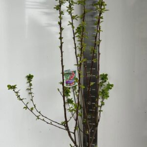 Malus Red Sentinel Malus 'Red Sentinel'
(1 Plants/Order)(29cmP 110cmH)