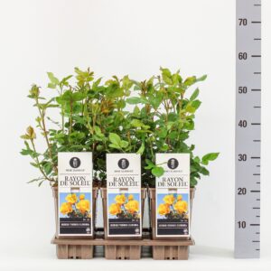 Rosa Rosa (F) Rayon de Soleil ®, C3
(6 Plants/Order)(17cmP 20cmH)