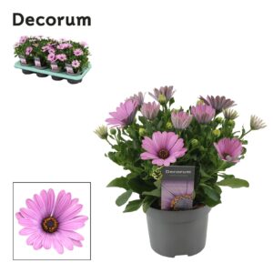 Osteospermum Cape Daisy Antique Ros Osteospermum Cape Daisy Antique pink Decorum
(8 Plants/Order)(12cmP 24cmH)