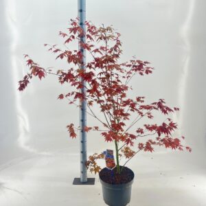 Acer palmatum Acer pal. 'Brown Sugar ('JWW7')
(1 Plants/Order)(29cmP 100cmH)