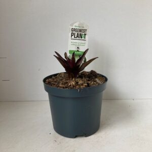 Eucomis autumnalis
(1 Plants/Order)(19cmP 40cmH)