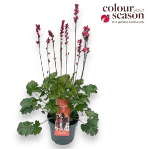 Heuchera Heuchera Indian Summer P19 Blooming Green
(1 Plants/Order)(19cmP 50cmH)