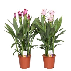Curcuma Curcuma mixed 15cm
(6 Plants/Order)(15cmP 60cmH)