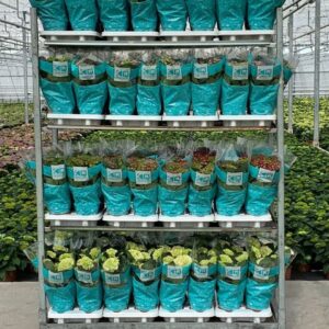 Hydrangea Hortensia mix kar
(6 Plants/Order)(14cmP 40cmH)