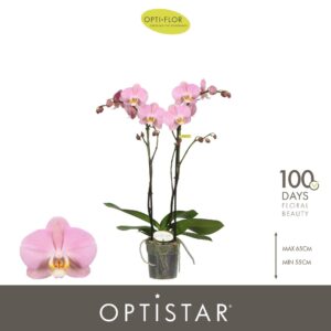 Phalaenopsis Padova Optistar Padova 2 spike
(6 Plants/Order)(12cmP 60cmH)