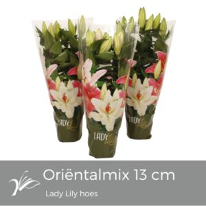 Lilium Lilium or. mix Lady Lily hoes (or. lelie)
(8 Plants/Order)(13cmP 40cmH)